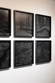 Ansicht der Ausstellung Wald