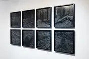 Ansicht der Ausstellung Wald
